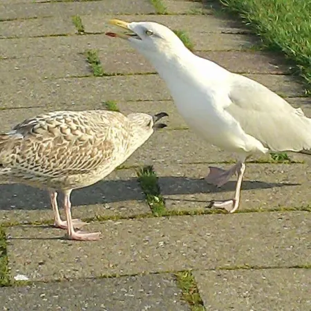 Holiday home Sunshine Winter Garden Carolinensiel Altfunnix Altfunnixsiel