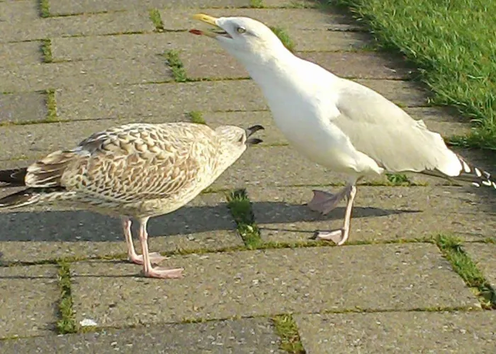 Sunshine Winter Garden Carolinensiel Altfunnix